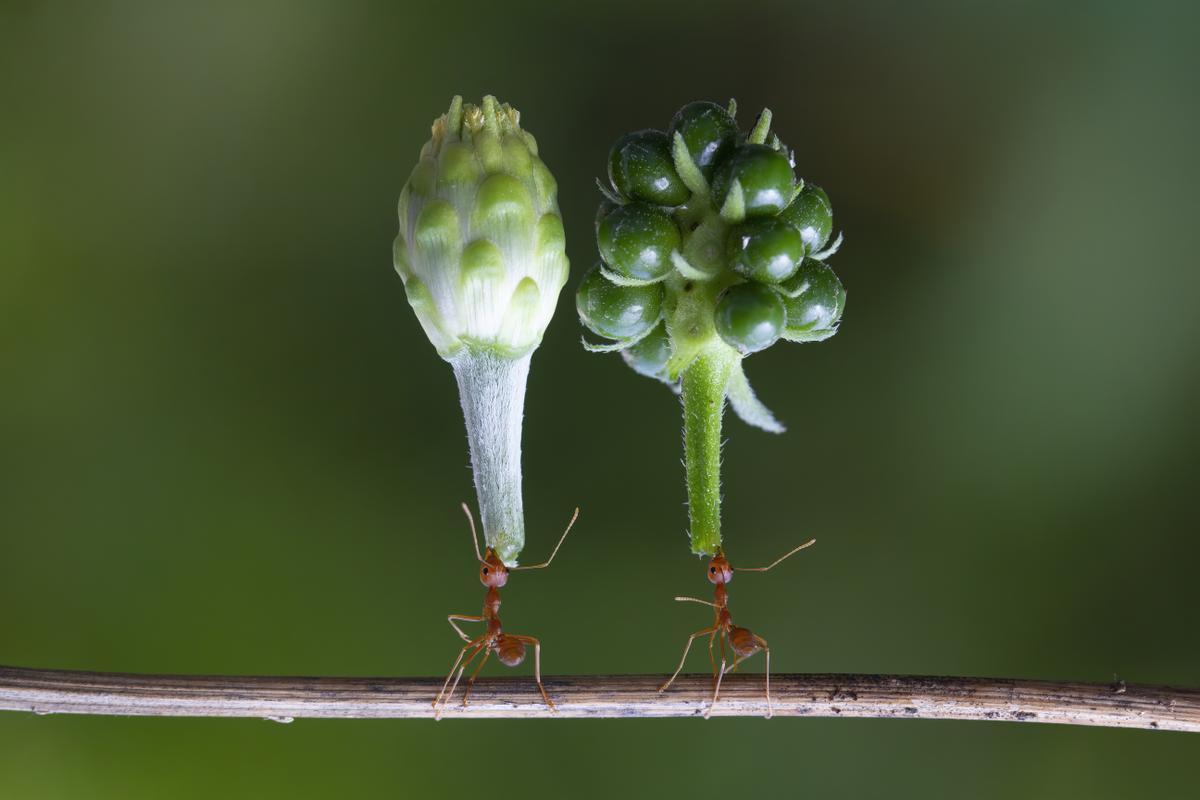 Hormiga tejedora asiática (Oecophylla smaragdina)