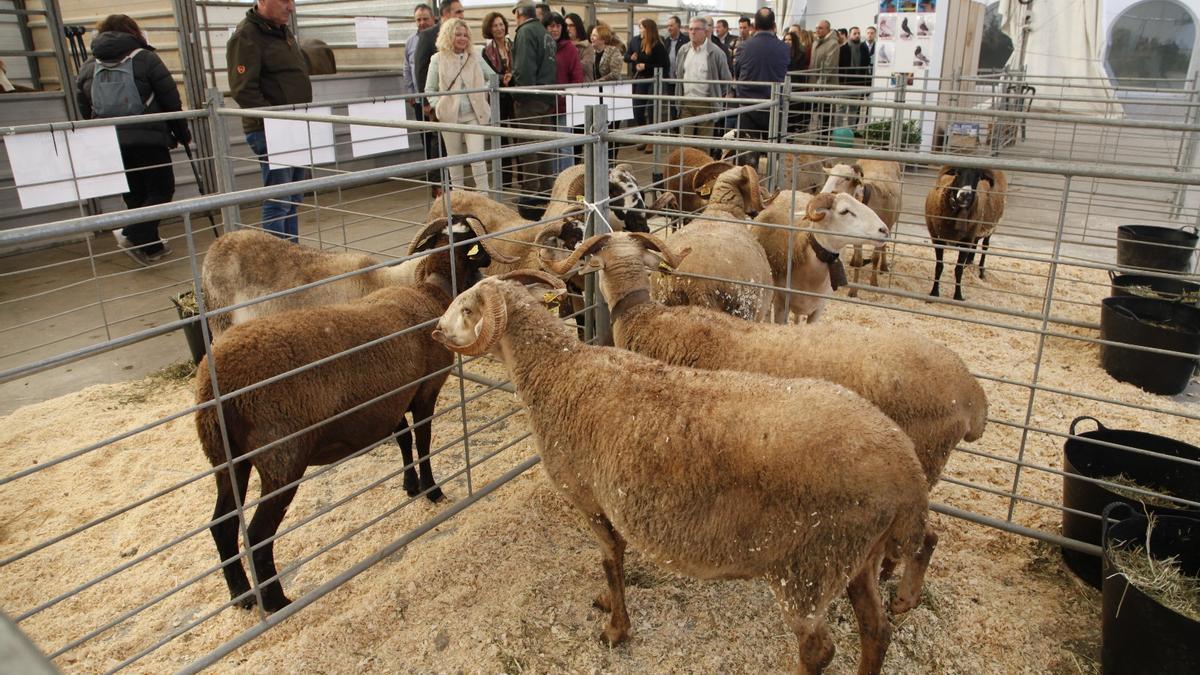La Fira de Sant Andreu té una clara orientació a la divulgació del sector agrari i augmenta la visibilitat de la ramaderia.