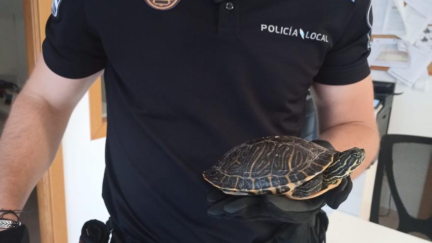 Rescatan en Poio a una tortuga cuando trataba de cruzar una carretera en Lourido