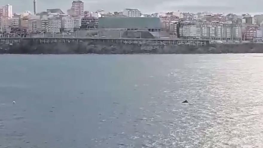 Un grupo de cetáceos sale a la superficie en la bahía coruñesa