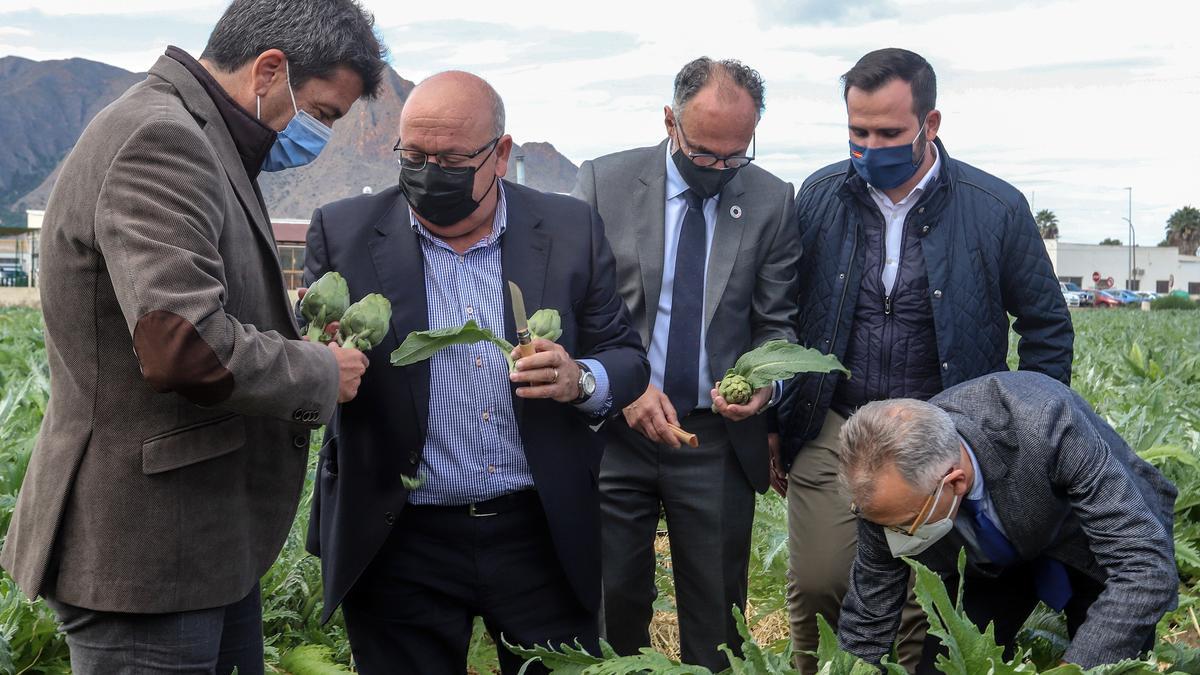 Se inaugura la temporada con el primer corte simbólico de alcachofa en Callosa de Segura