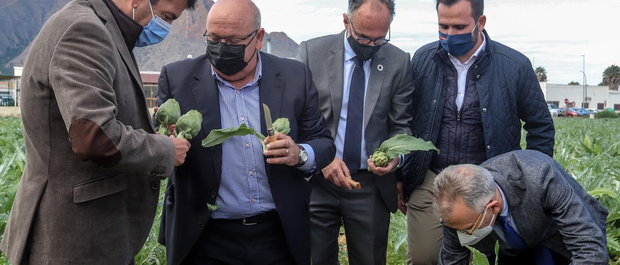 Se inaugura la temporada con el primer corte simbólico de alcachofa en Callosa de Segura