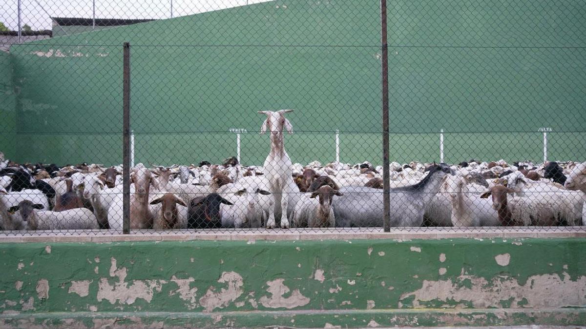 Un frontón como refugio de decenas de cabras contra las llamas de Bejís