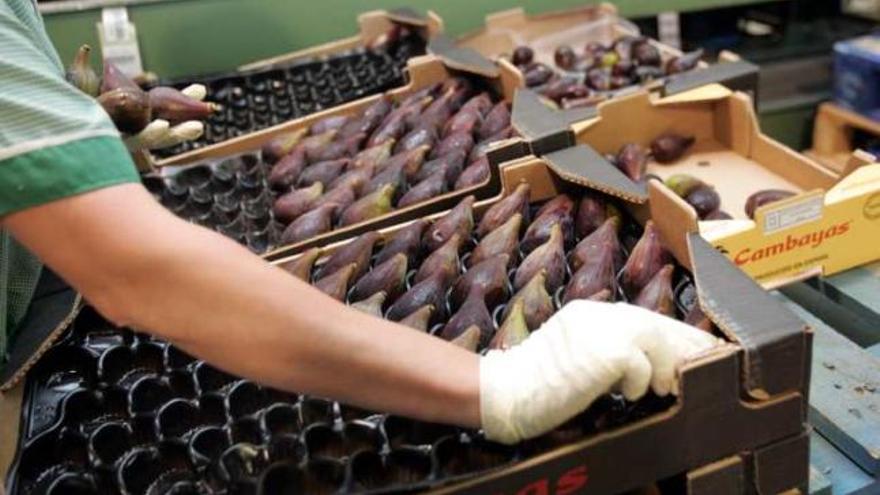 Imagen de una caja de brevas en un almacén de fruta.