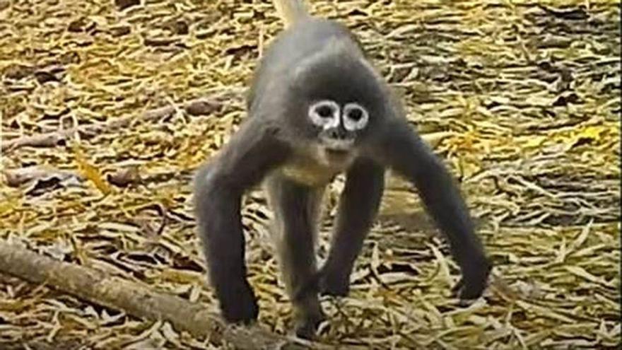 Un exemplar de l&#039;espècie de mico descoberta a través de càmeres col·locades a la regió del Gran Mekong el 2018