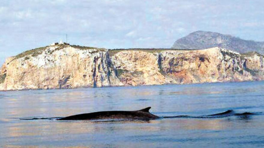 Avistan otra ballena en el Cap de Sant Antoni