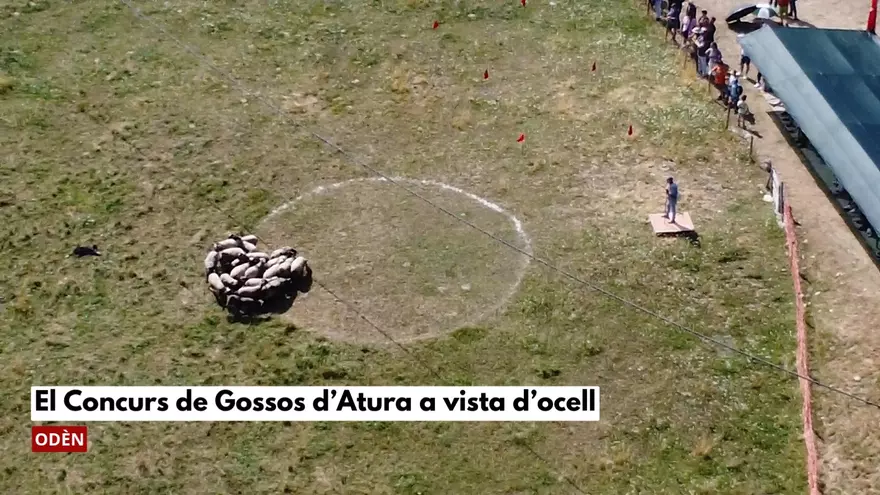 VÍDEO | El Concurs de Gossos d'Atura d'Odèn a vista d'ocell