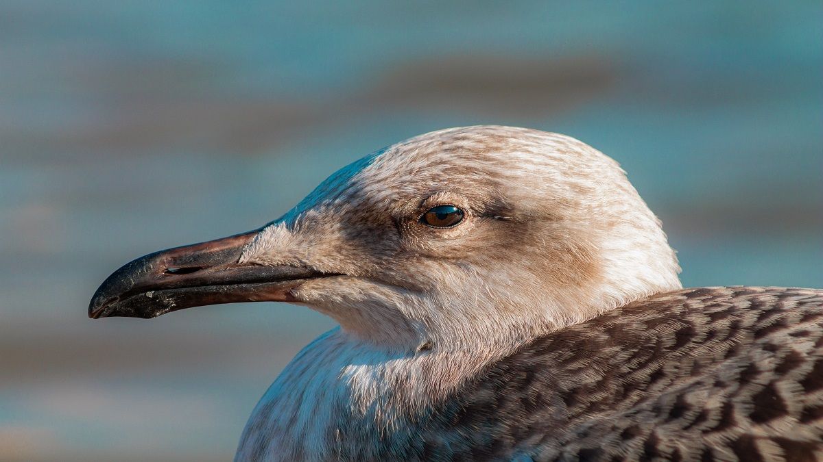 Autoridades británicas alertan a la población sobre las aves muertas en las playas