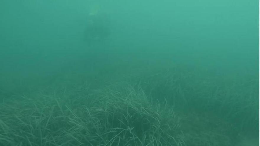 Localizan una pradera de posidonia oceánica en "excelente estado" de conservación en el Brosquil de Cullera