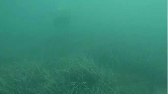 Localizan una pradera de posidonia oceánica en "excelente estado" de conservación en el Brosquil de Cullera