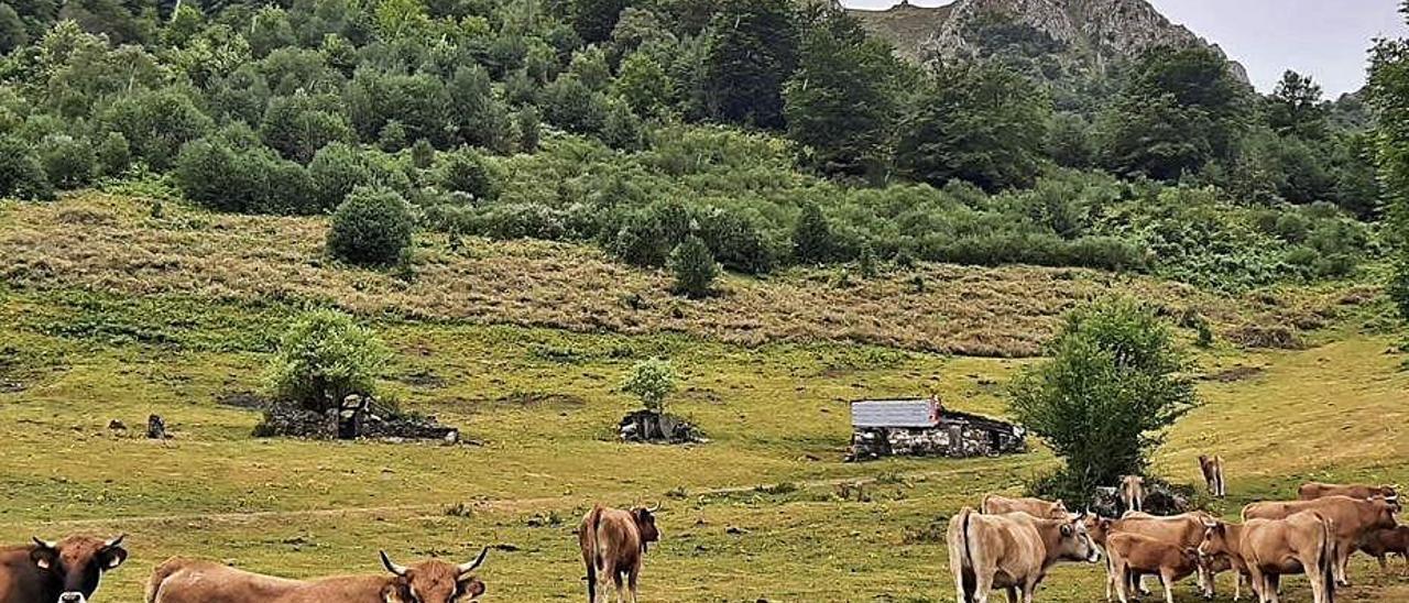 La vega de Brañagallones, con parte del entorno ya desbrozado.