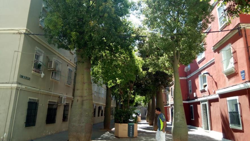 Los árboles de la foto, con aspecto de hortalizas gigantes, escoltan al paseante que se adentre por la calle Serrana y en realidad, por la mayoría de calles del barrio de Santa Julia, en la Cruz del Humilladero.
