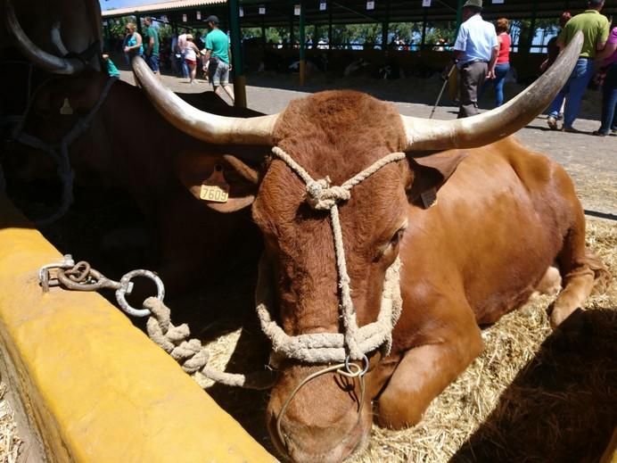 Feria de Ganado 2017 en Arucas