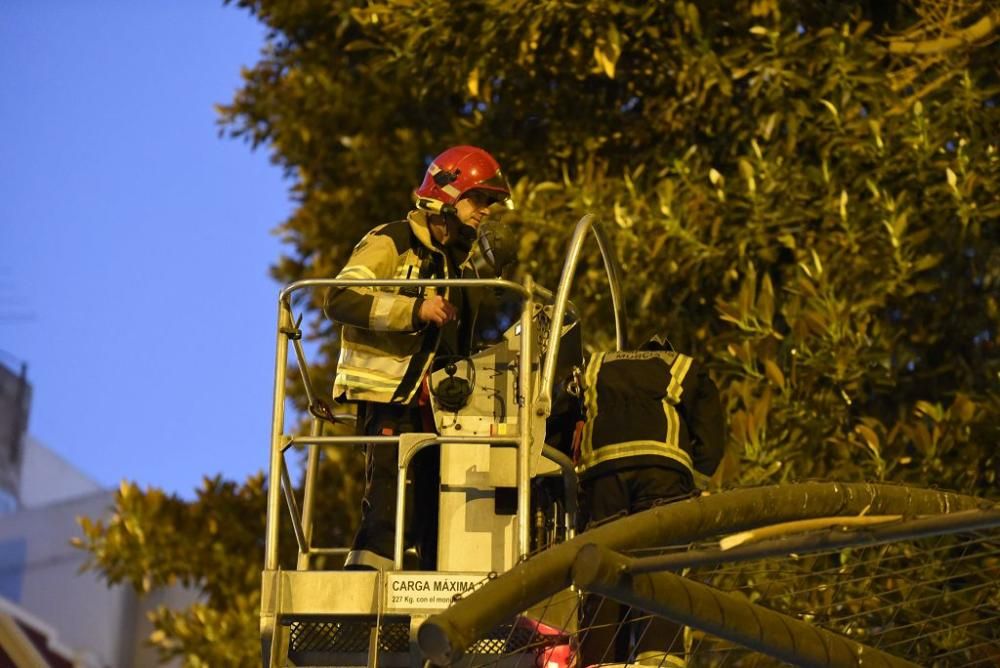 Se quiebra una rama del ficus de Santo Domingo