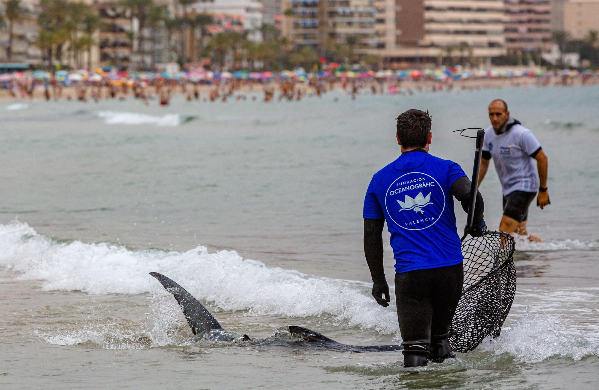 Aparece una tintorera de dos metros en Benidorm