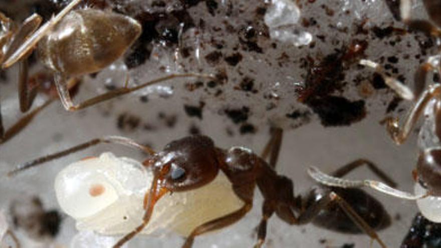 Un grupo de hormigas argentinas
