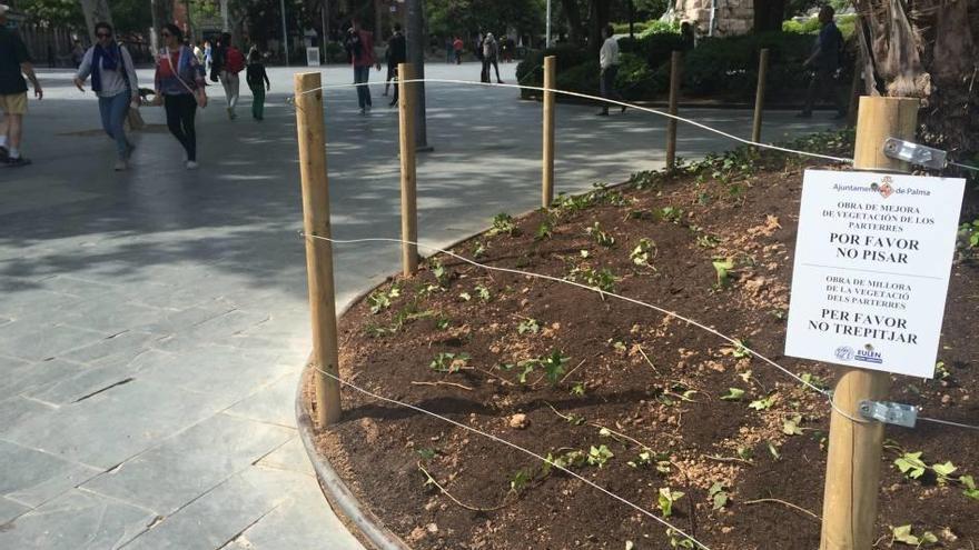 Han replantado alrededor de los árboles de la plaza.