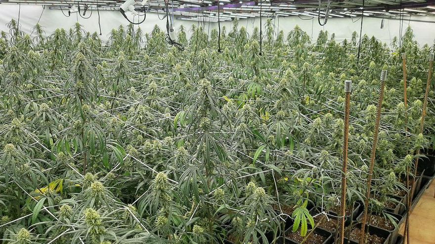 Els Mossos desmantellen dues plantacions de marihuana a l&#039;Anoia i detenen dues persones