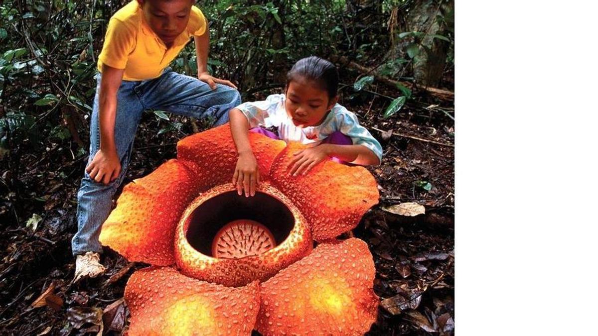 Una 'Rafflesia arnoldii'
