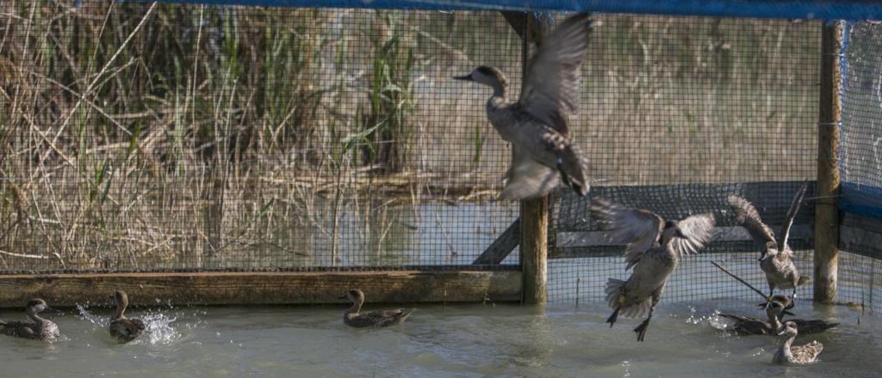 Cercetas reintroducidas en el parque natural de El Hondo.