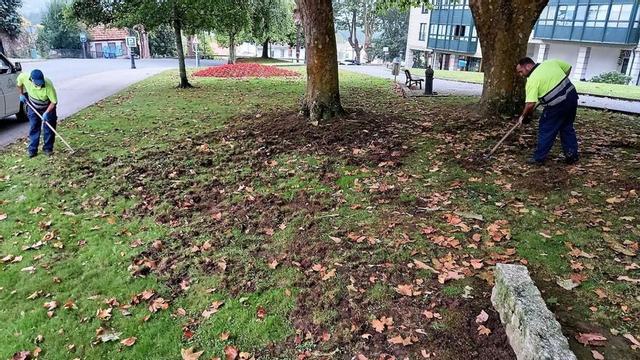 Arreglo de una zona verde en Cambre, tras daños de jabalíes. |   // L.O.
