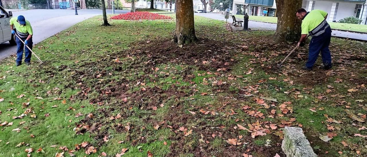 Arreglo de una zona verde en Cambre, tras daños de jabalíes. |   // L.O.