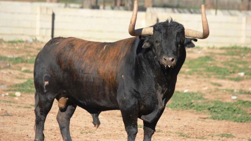 Imagen de &quot;Niñonazo&quot;, un toro con cuajo y trapío de la ganadería de Samuel Flórez.