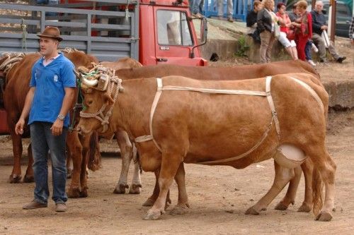 Feria de ganado, concurso de arrastre y trasquilada