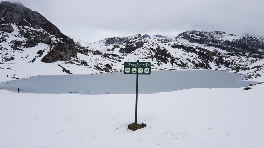 Tras el temporal, decenas de familias acuden a los Lagos de Covadonga a disfrutar de la nieve.