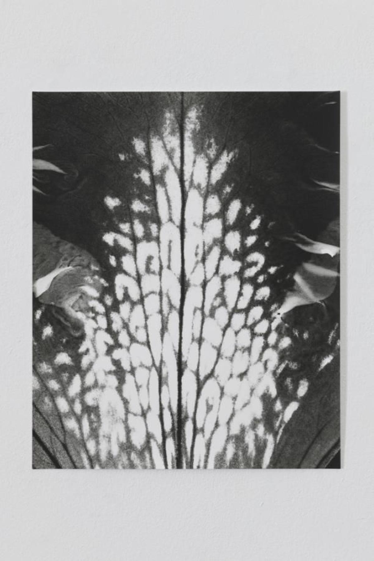 Fotografía 'Honeyguides (Rhododendron)', de Jochen Lempert, en ProjectSD.