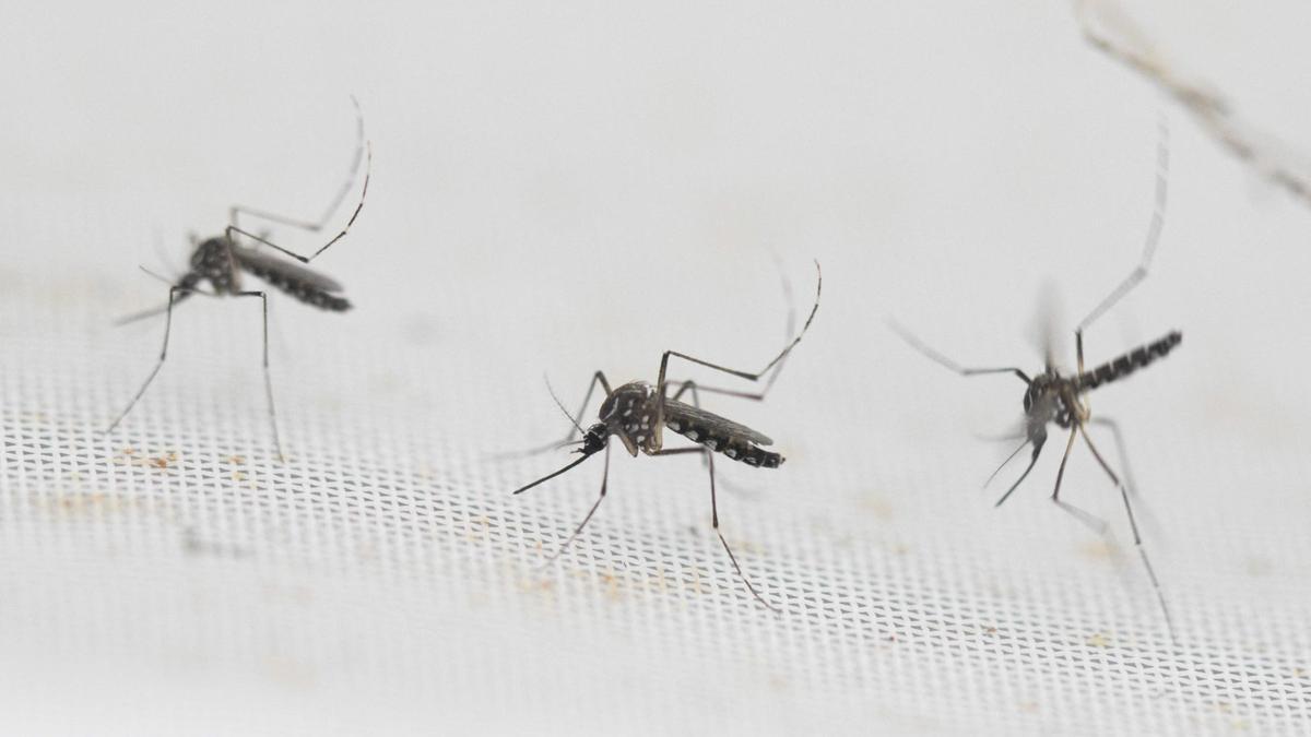 Aedes aegypti, el mosquito que transmite dengue.