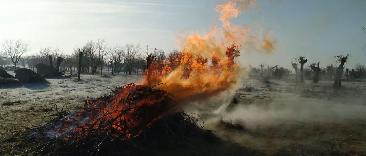 Eliminación de restos vegetales en la provincia de Zamora mediante una quema controlada. | L. F.