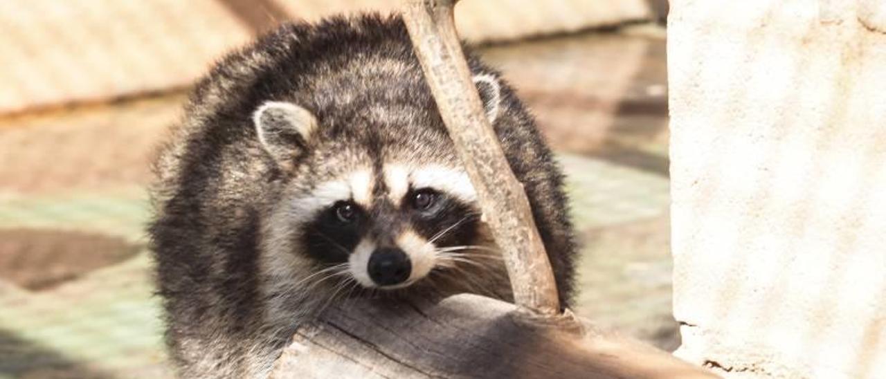 Un mapache mira a la cámara. En el centro hay quince de estos animales que al crecer suelen ser agresivos y son abandonados.