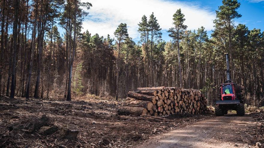 Dos pájaros de un tiro: nueva subasta de madera del incendio forestal para eliminar pino importado