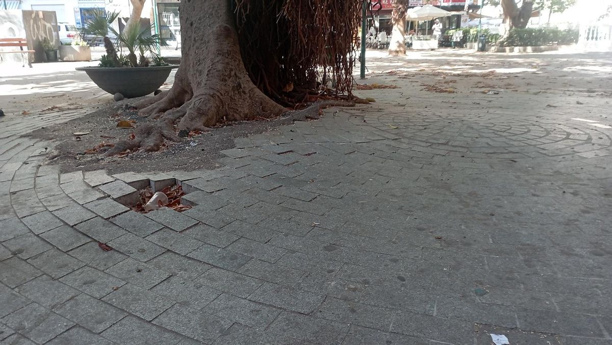 Los árboles están levantando la plaza Monseñor Bocanegra, reformada no hace mucho.