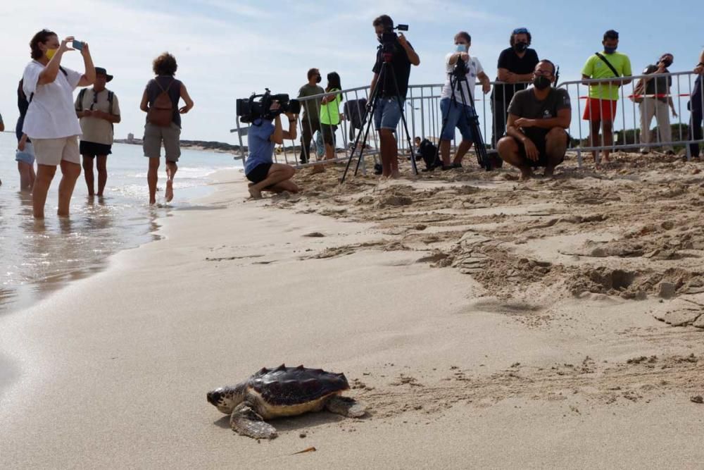 Liberadas en Ibiza 26 tortugas de la primera puesta registrada en Baleares