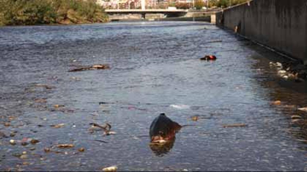 Peces muertos en el río Besòs, a la altura de Santa Coloma de Gramenet