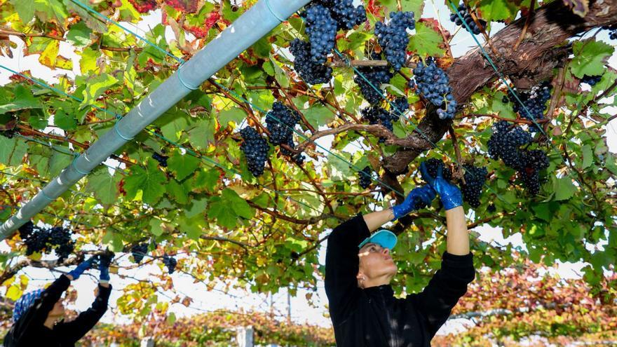 La abundante cosecha de albariño y su calidad, referencia para la cosecha de Rías Baixas