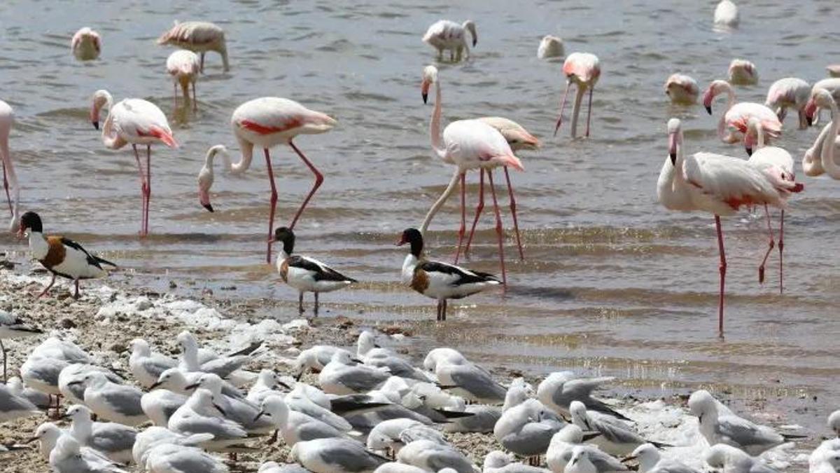 Así es el paseo por la Laguna de La Mata: 5 kilómetros entre aves y paisajes únicos