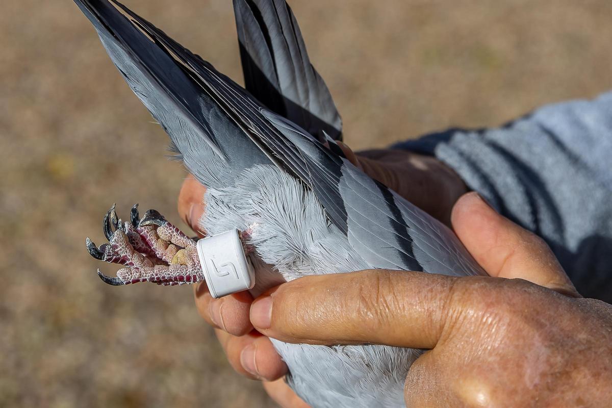Una anilla con geolocalizador en la pata de una de las palomas mensajeras de Club Fondo Madrid.