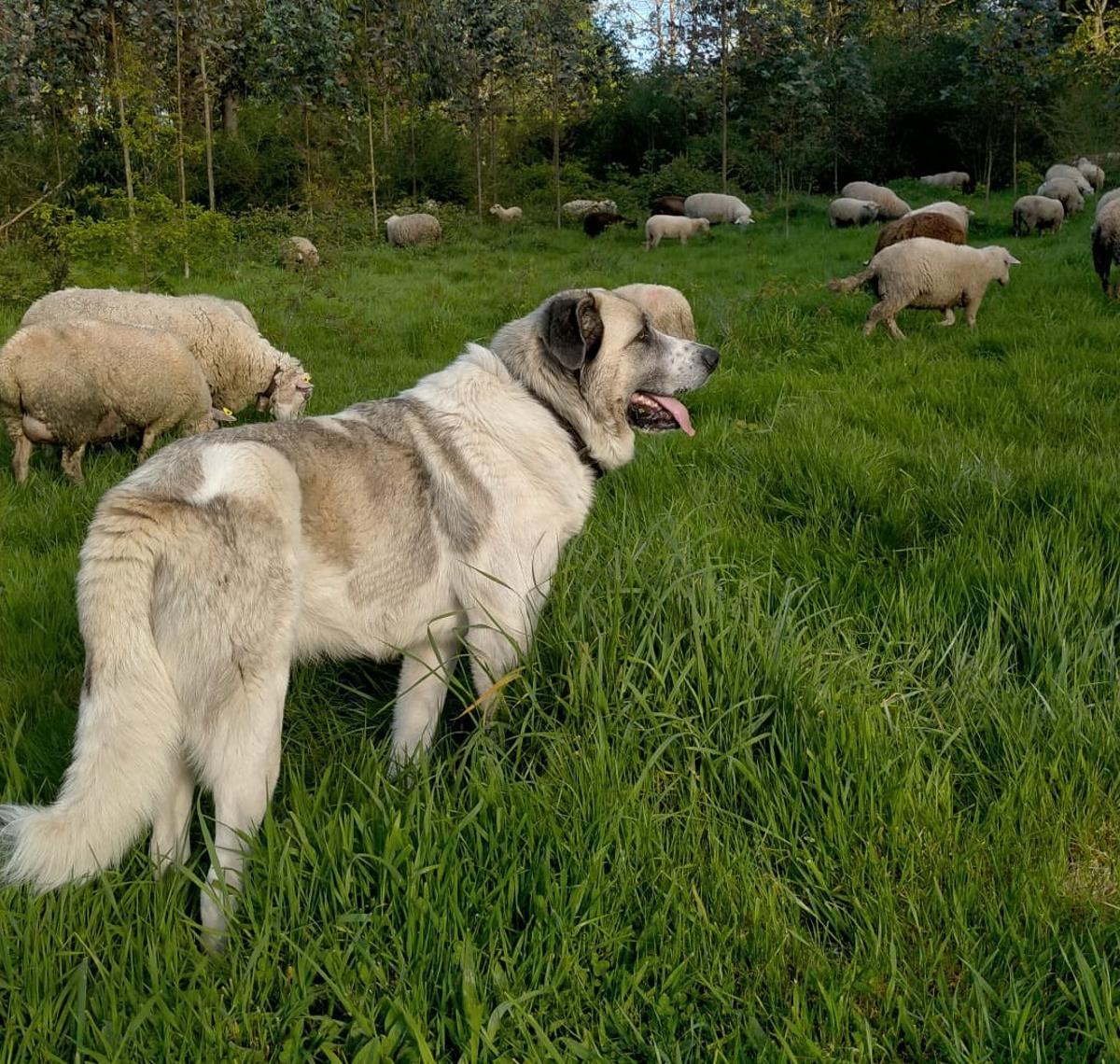 'Zar', pastoreando en Aranga.