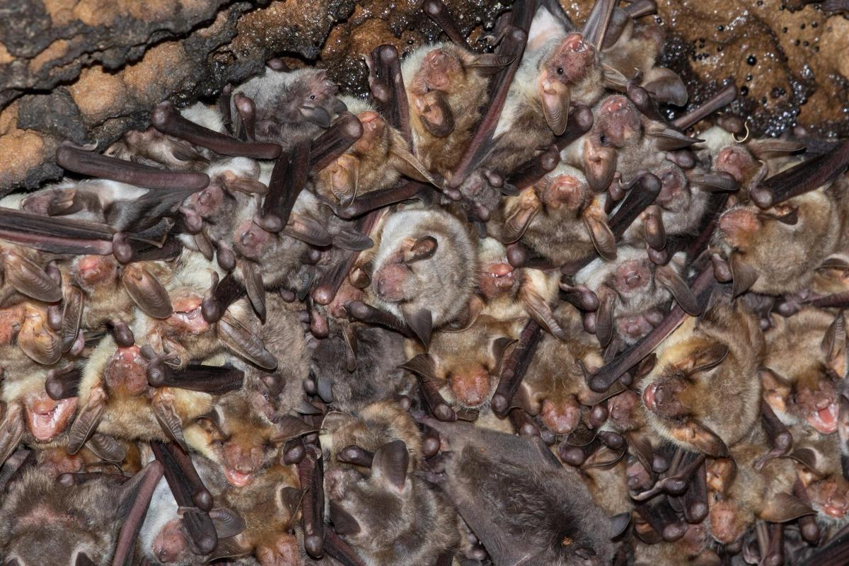 Una colònia de ratpenats fotografiada pels investigadors del projecte.