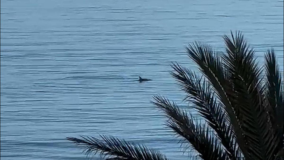Graban a un delfín en aguas de la Playa de Palma