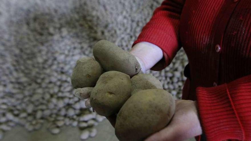 Una mujer muestra patatas de A Limia en un almacén.