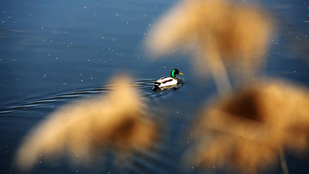 La tranquilidad de un pato en L'Olla del Rei, en Castelldefels, esta primavera.