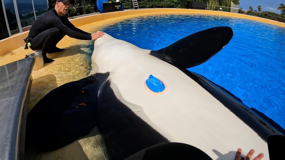 La orca Morgan durante su electrocardiograma