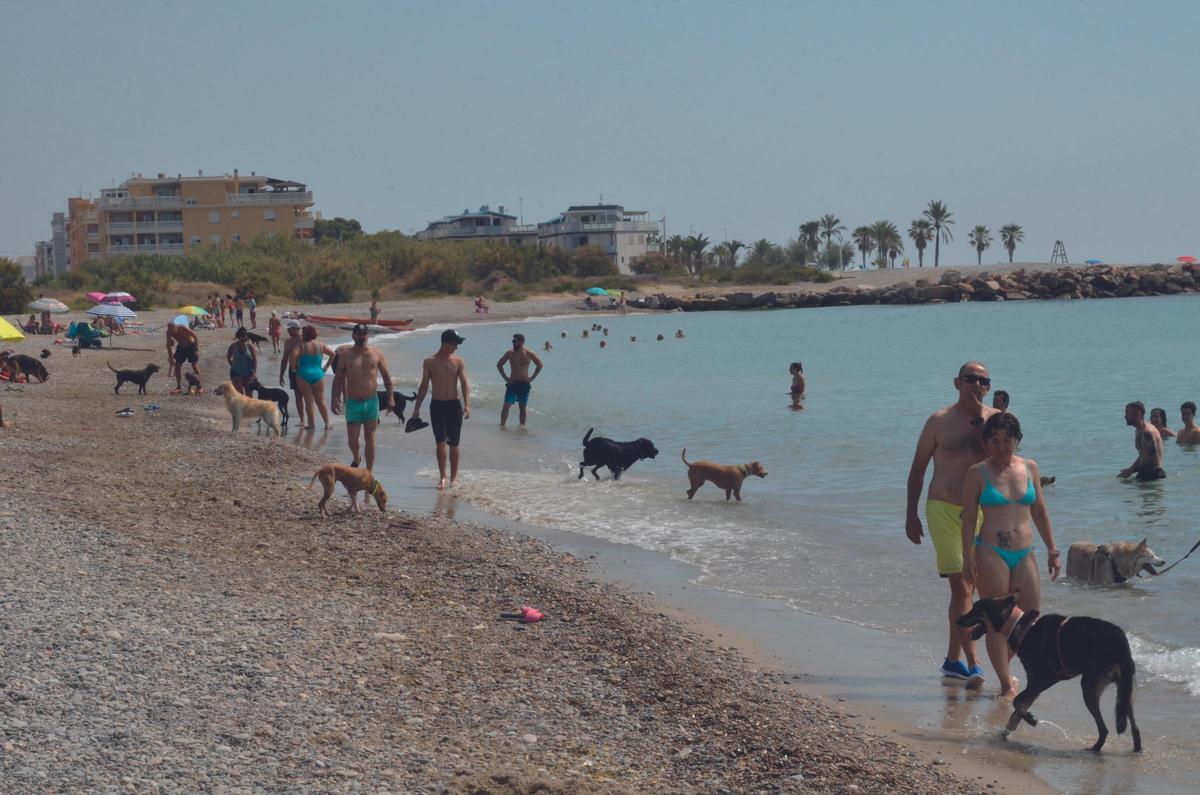 El encuentro canino confirmó la buena acogida de este espacio, con una elevada participación y un ambiente festivo entre mascotas y dueños.