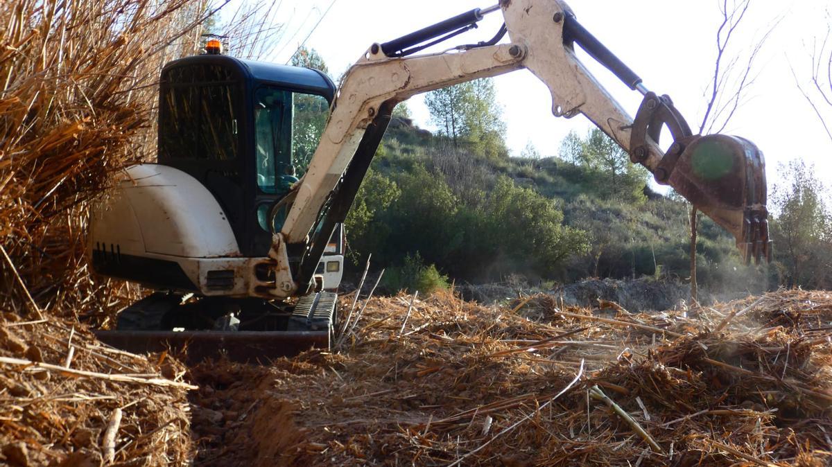 La Región de Murcia experimenta un gran avance de la caña invasora