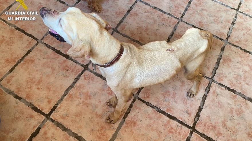 Investigada una veterinaria y la propietaria de un perro maltratado en Gran Canaria