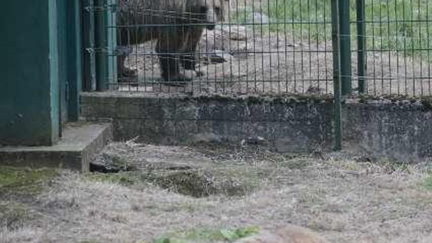 A la izquierda, &quot;Moli&quot; mira desde su parte del cercado a &quot;Paca&quot; mientras ésta duerme plácidamente.